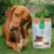 Snack para perros oreja de conejo con relleno de carne de cordero para perros adultos de todas las razas