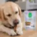 Snack para perros oreja de conejo con relleno de carne de conejo para perros adultos de todas las razas