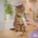 Alimento húmedo complementario para gatos con pollo