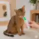 Alimento húmedo complementario para mascotas con conejo, pavo y arándanos rojos, destinado a gatos esterilizados